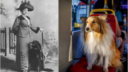 Un fel de odă lui Vodă Mavrogheni, care se plimba prin mahalalele Bucureștiului cu sania trasă de cerb. Bucureștenii și animalele de companie