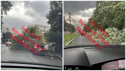 FOTO | Rafalele de vânt au doborât mai mulți copaci din București, blocând străzi și trotuare. E în vigoare un cod portocaliu de vijelie