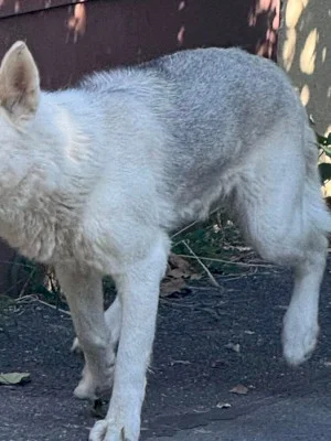FOTO | Rătăcitul Husky din Bucureștii Noi a încurcat drumul spre casă. Bucureștean: ”Pare dezorientat și se tot învârte prin zona Bulevardului Luptătorilor”