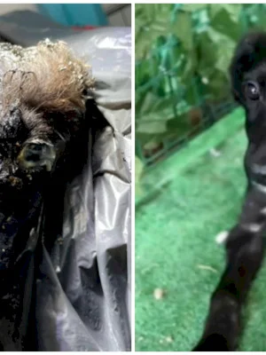 VIDEO | Pheonix, cățelul-miracol de la ASPA București. Avea trei luni când a ajuns în adăpost acoperit de smoală, medicii l-au curățat timp de 9 ore