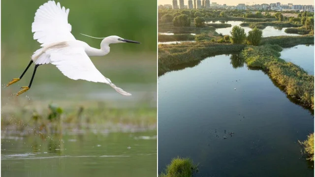FOTO 💚 Egreta mică, surprinsă în Parcul Natural Văcărești. „Semnele unei naturi în transformare”