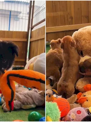 VIDEO | Momentul delicios în care o droaie de cățeluși primesc un munte de jucării de pluș. Frenezie la adăpostul ASPA, cu fugăreală în tunel și baie în bile