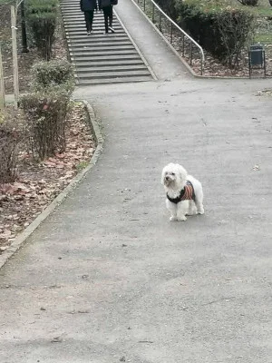 FOTO | Un cățel la patru ace, confuz prin Parcul Plumbuita. Prințul de Bichon Frisé rătăcea pe aleea principală, cea cu bradul cu luminițe, poate îl caută cineva