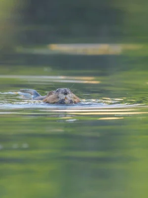 FOTO | Se ascund castori în lacurile din București? Sunt doar bizomi, animale mult mai mici și fără obiceiul de a construi baraje