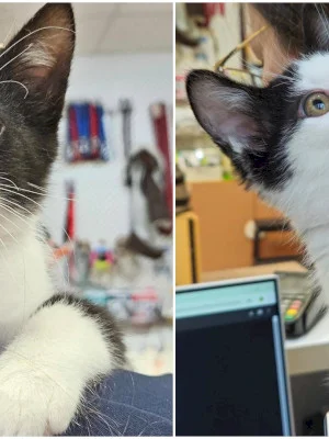 FOTO 🐱 Surorile Miorlau, gemenele care au nevoie de casă nouă până la Crăciun. Pisicuțele, găsite prin București, au fost deja deparazitate