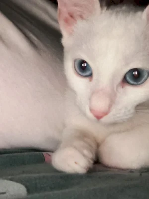 FOTO 🐈 Baby Marcelița, o pisicuță albă de patru luni, își caută căsuță în Capitală. Are ochii de azur și speră la un stăpân doar al ei