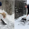 FOTO | În Sectorul 6, primarul și cățelul fac echipă la curățatul zăpezii. Moldovan a dat cu lopata, Barney a supravegheat