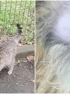 FOTO | Tigrata din Berceni, o mâță cu o lăbuță tatuată pe burtică, a rătăcit drumul spre casă. Ce înseamnă semnul verzuliu, pus de veterinar