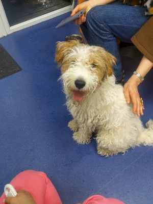 FOTO | Un cățel supărat pe vremea hâdă a luat metroul până la Eroilor, că nu se mai putea. El s-a încălzit, stăpânul a înnebunit că l-a pierdut, dar final fericit