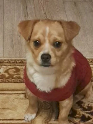 FOTO | Charlie, cățelul cu bundiță roșie găsit printre mașini pe Șoseaua Morarilor de o bucureșteancă. Femeia îi caută stăpânii și, între timp, îl răsfață