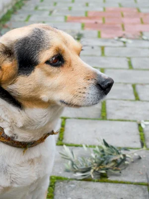 Cățelușii cu stăpân sunt sterilizați gratuit în Corbeanca, în perioada 12-19 februarie. Sunt bineveniți și cei din Chiajna, Dragomirești, Chitila, Buftea, Mogoșoaia și Domnești