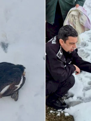 FOTO | Misiune specială de salvare pentru un Corcodel Mare, pasăre protejată din Delta Văcărești. A aterizat în curtea unei instituții, în zăpadă, și n-a mai putut să-și ia zborul