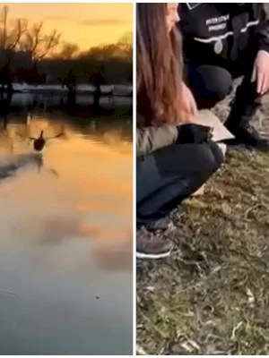 VIDEO | Adorabilul corcodel salvat din zăpadă de un polițist din București s-a întors la viața lui liberă. Și-a luat zborul pe Lacul Tineretului