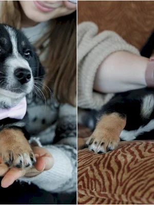 FOTO | Blânda Ella caută o familie iubitoare. Cățelușa are doar trei luni și este la adăpostul ASPA Mihăilești