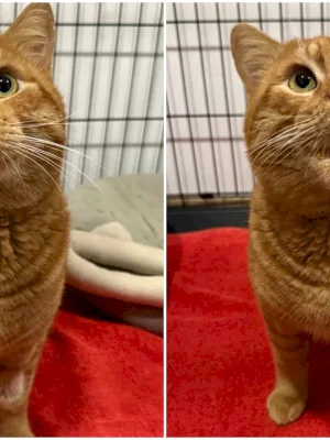 FOTO 🧡 Motanul Garfield de București caută un stăpân la fel de iubitor ca Jon din desenul animat. Are în jur de 5 ani și este foarte blând și vorbăreț