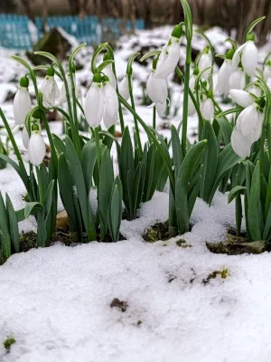 FOTO | Au răsărit vestitorii primăverii în București. Imagini cu ghiocei gingași în zona Parcului IOR