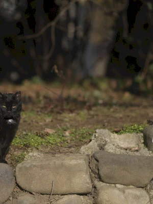 300 de pisici vor fi sterilizate gratuit în Ilfov, în această primăvară. Traseul caravanei și cum îți poți înscrie mâța sau motanul în program