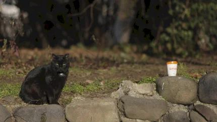 300 de pisici vor fi sterilizate gratuit în Ilfov, în această primăvară. Traseul caravanei și cum îți poți înscrie mâța sau motanul în program