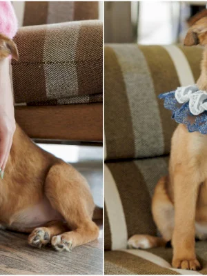 FOTO | Nala, cățelușa cu dantelă de la ASPA Mihăilești, caută o familie iubitoare în București sau împrejurimi. Are 4 luni și multă energie