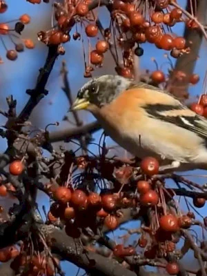 VIDEO 🪶 O prea frumoasă cinteză de iarnă, luându-și prânzul în Parcul Tineretului. Zbâââr și zbâr pe crenguțele unui scoruș