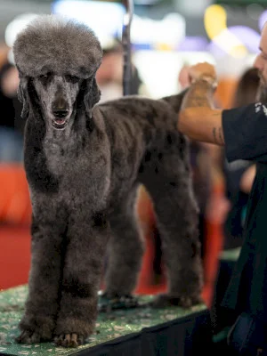 PetExpo revine la București cu o nouă ediție. Între 14 și 15 martie, Romexpo se transformă în cel mai mare loc de joacă pentru căței și pisici