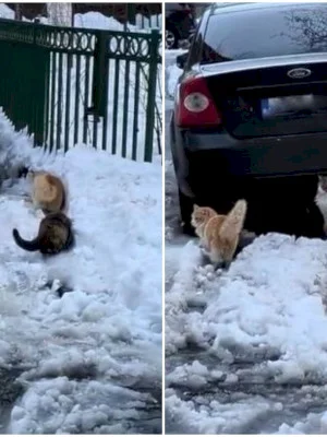 VIDEO | Iarna, distracția nu-i ca vara 😻 Cele trei „mușchetare” cu mustăți din București care au găsit un rost foarte simpatic trotuarelor pline de nămeți