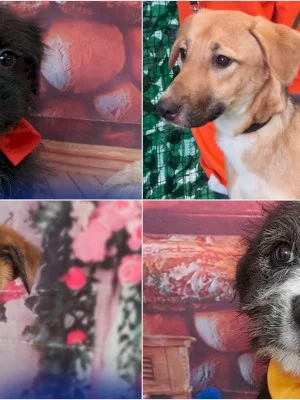 FOTO | Rocky și gașca de căței vin la un nou târg de adopții ASPA să-și găsească familii. 15 blănoși ne așteaptă sâmbătă la Animax Vulcan