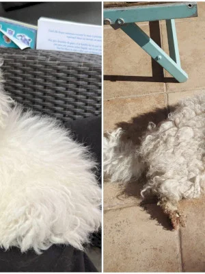 FOTO | Final fericit pentru Țiți, un bichon pierdut de dimineață prin Bucureștii Noi. După câteva ore, l-a salvat de un om bun, care l-a întâlnit rătăcind printre nămeți
