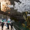 Actualizare METEO | Mărțișorul aduce vreme mai caldă în București. Primăvara începe cu temperaturi de peste 10 grade Celsius