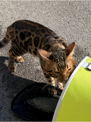 FOTO | Un motan bengalez s-a rătăcit prin Sectorul 5. O bucureșteancă îi caută stăpânii ca să ajungă mai repede acasă